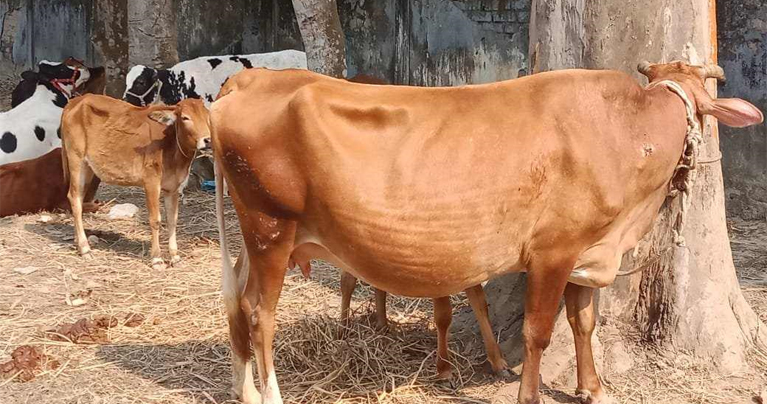 রায়গঞ্জে ৯ টি চোরাই গরু উদ্ধার করেছে রায়গঞ্জ থানা পুলিশ