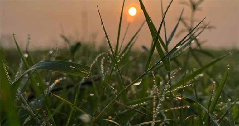 শীতের আগমনে প্রকৃতির রূপবদল