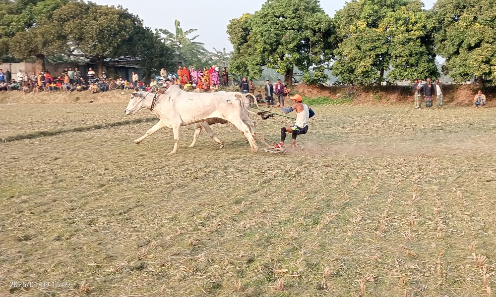 গরুর মই দৌড় প্রতিযোগিতা দেখতে মানুষের ভিড়