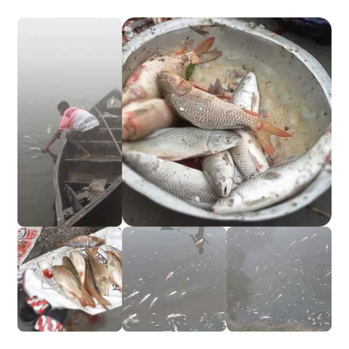 নাসিরনগরে বিষ প্রয়োগে প্রায় ৮ লক্ষ টাকার মাছ নিধন