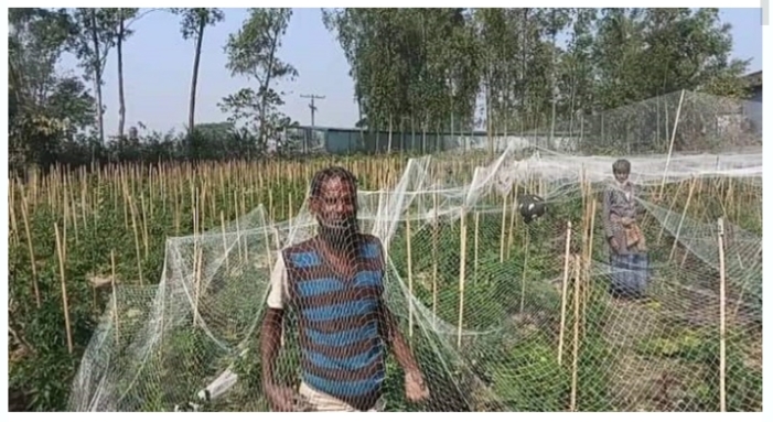 লাখাইয়ে টমেটো চাষে সফলতার আশা আকছির মিয়ার