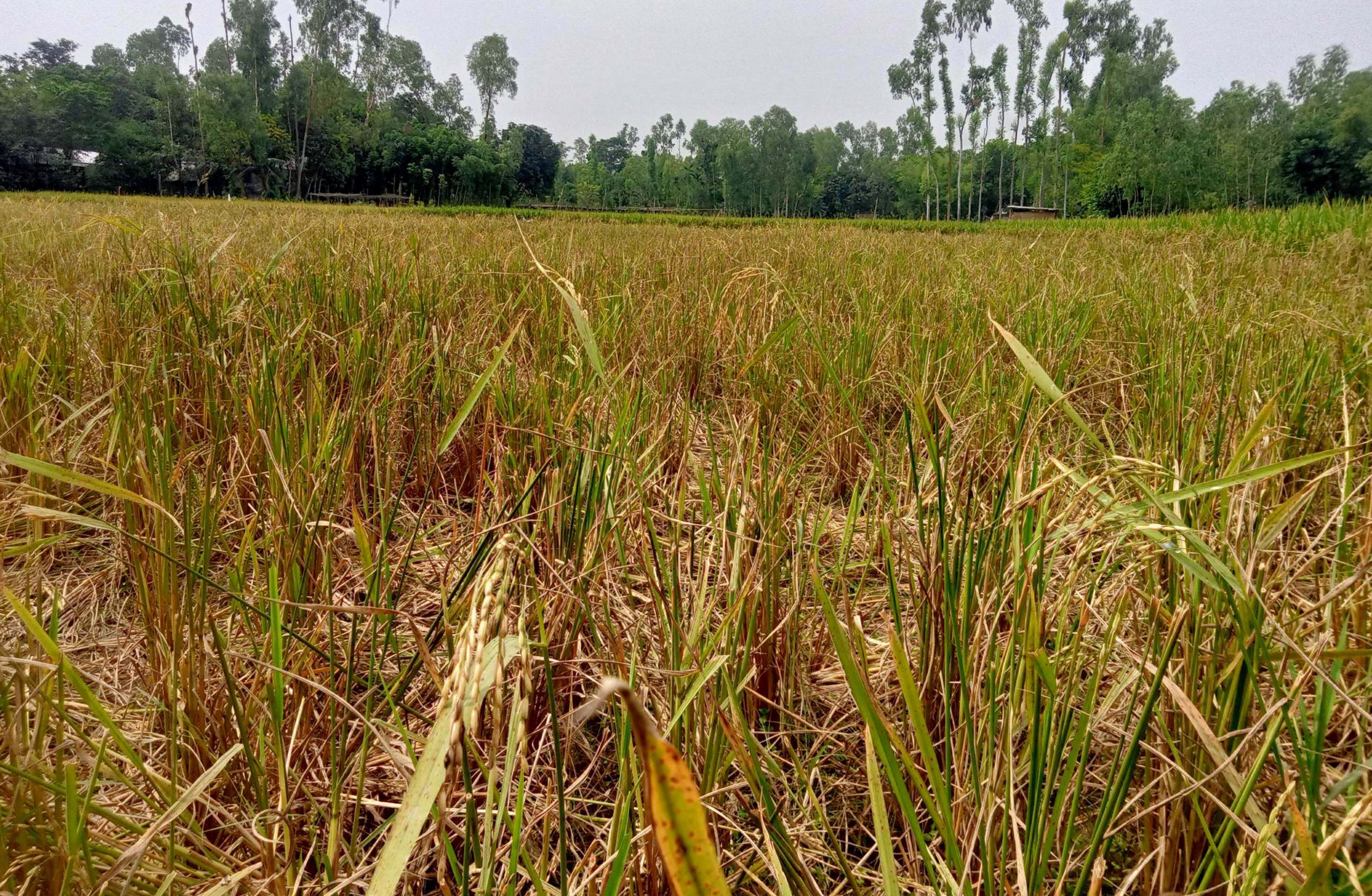 সুন্দরগঞ্জে রাতের আধারে ধান কাটার অভিযোগ