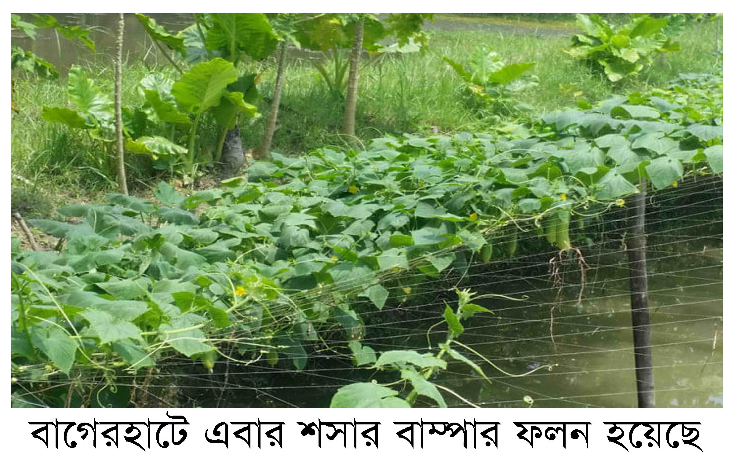 বাগেরহাটে শসার বাম্পার ফলন