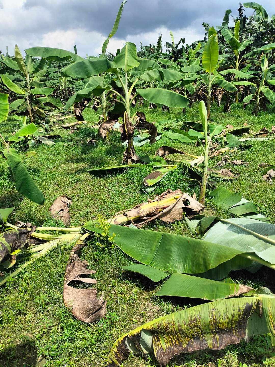 শিবপুরে কলা গাছ কেটে ফেলেছে সন্ত্রাসীরা