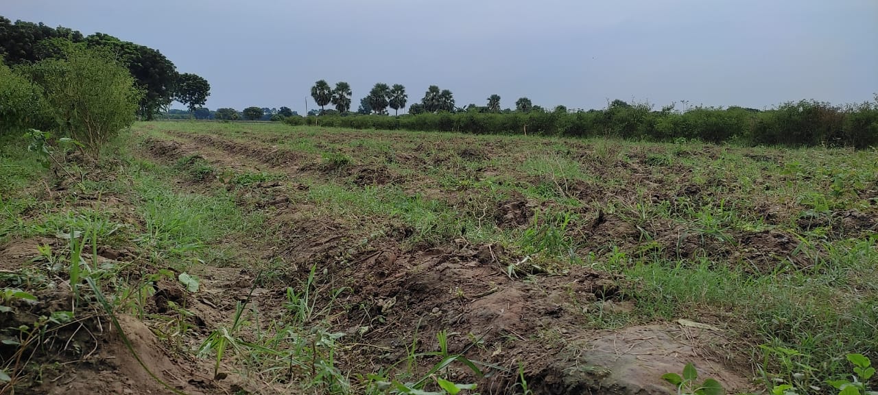 পবায় মরিচ ক্ষেতের সঙ্গে শত্রুতা