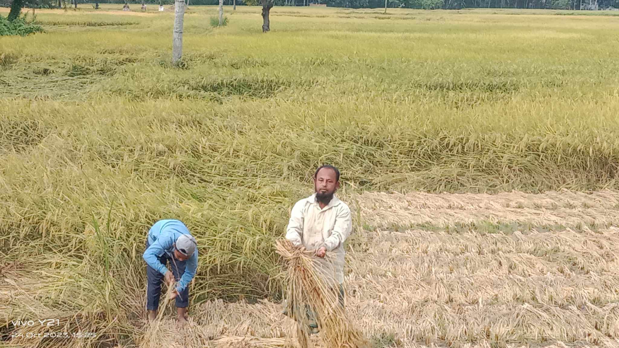 মাঠে মাঠে চলছে আমন ধান কাটার উৎসব, ব্যস্ততায় কৃষক পরিবার