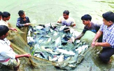 রাজশাহীতে পানি ও বিদ্যুৎ সংকটে মৎস্যচাষীরা