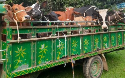 নরসিংদীতে পুলিশের অভিযানে মাদক, বিদেশি মদ ও চোরাই গরুসহ গ্রেফতার ৪৭ জন