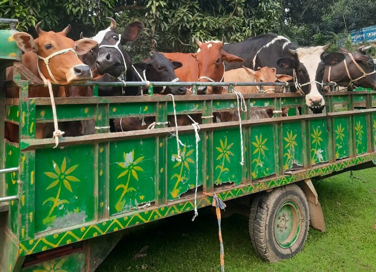 নরসিংদীতে পুলিশের অভিযানে মাদক, বিদেশি মদ ও চোরাই গরুসহ গ্রেফতার ৪৭ জন