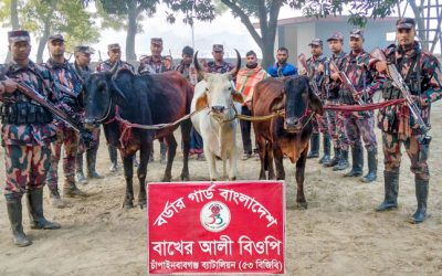 বাখেরআলী সীমান্ত হতে ০৩ জন আসামীসহ অবৈধ ও চোরাচালানকৃত ভারতীয় গরু আটক