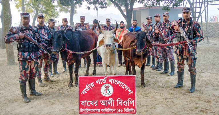 বাখেরআলী সীমান্ত হতে ০৩ জন আসামীসহ অবৈধ ও চোরাচালানকৃত ভারতীয় গরু আটক