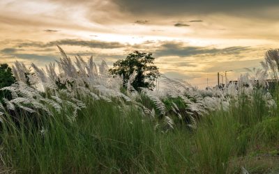 কাশফুলের দুঃখভরা দোলায়  -আকতার জামিল