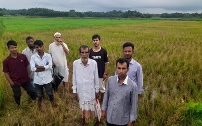 রামুতে কীটনাশক ঔষধ সিটিয়ে রোপনকৃত সবুজ বেষ্টনীতে গড়ে উঠা ধান গুলো নষ্ট করে দিল দুর্বৃত্তরা।